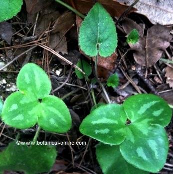 Fotografia de hierba hepatica