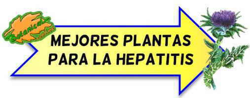 mejores plantas medicinales para la hepatitis