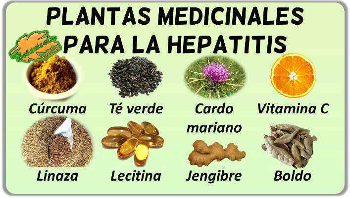 plantas remedios tratamiento natural hepatitis 