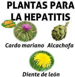 plantas tratamiento natural de la hepatitis