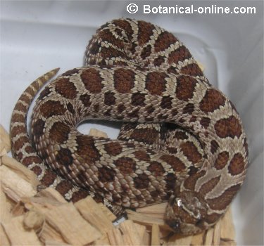 Culebra Heterodon nasicus