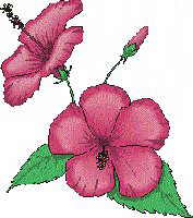 hibisco