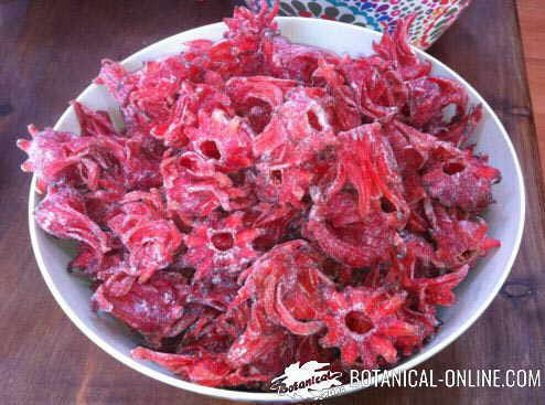 hibisco flor de jamaica medicinal Hibiscus sabdariffa