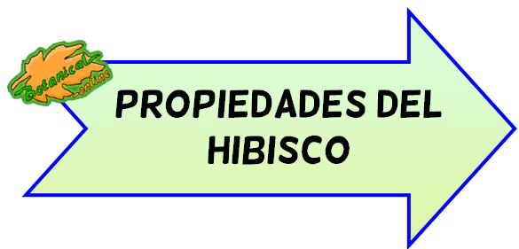 propiedades del hibisco