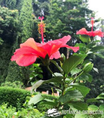 Características del hibisco – Botanical-online