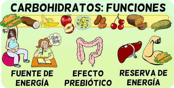 carbohidratos funciones