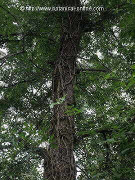 Hedera helix, hiedra subiendo por el tronco de un árbol