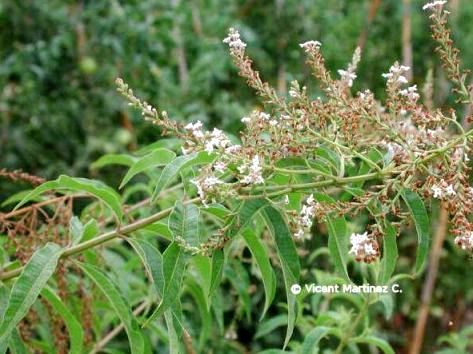 Contraindicaciones De La Hierba Luisa Botanical Online