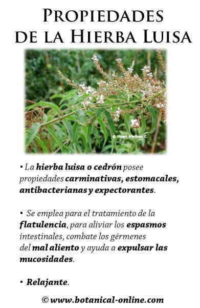 Hierba Luisa Botanical Online