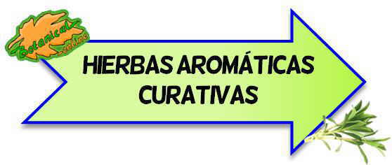 Propiedades hierbas plantas aromaticas cocina