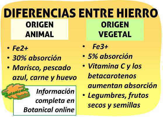 diferencias hierro de origen animal y vegetal fe2+ anemia