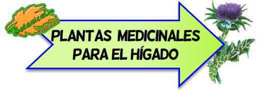 higado plantas medicinales