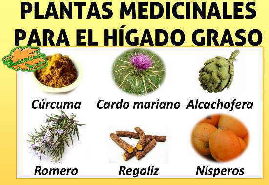 alimentos plantas medicinales y remedios higado graso esteatosis hepatica