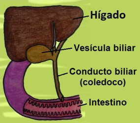 dibujo partes del higado