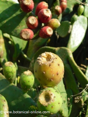 nopal