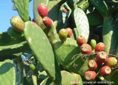 nopal