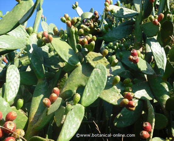 higos chumbos tuna nopal