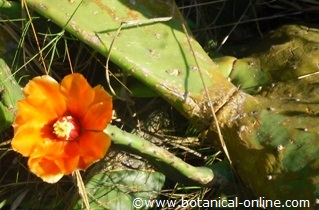 flor de nopal