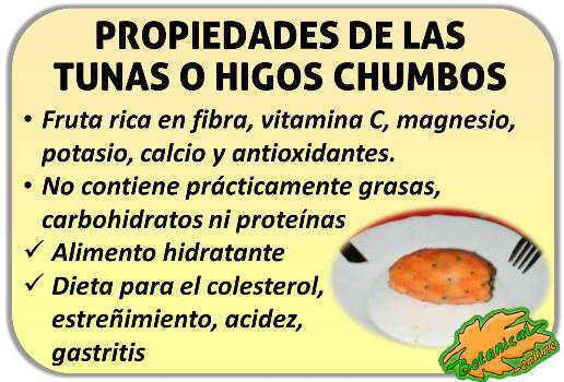 propiedades del higo chumbo higos chumbos tunas tuna fruto opuntia 