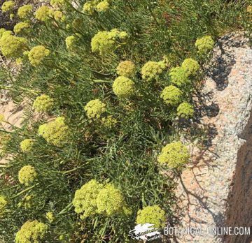 sea fennel