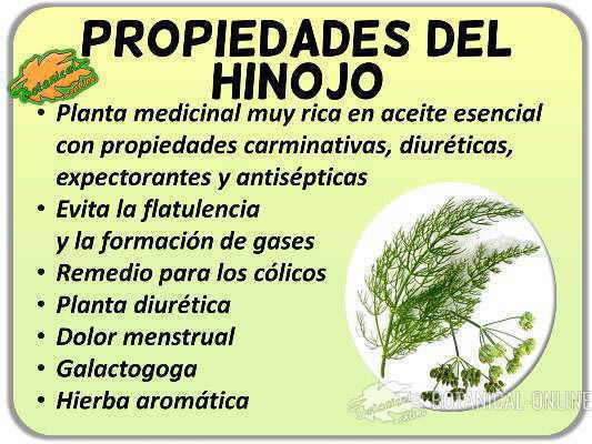 propiedades del hinojo, planta medicinal