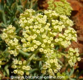 sea fennel umbel