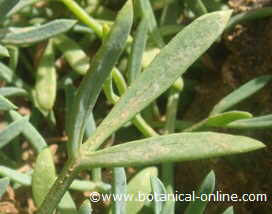 rock samphire leaf