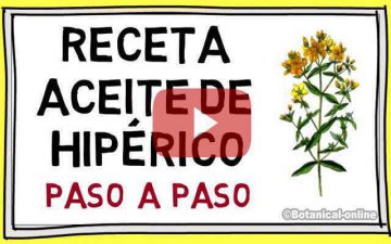 receta aceite casero de hierba de san juan o hipérico