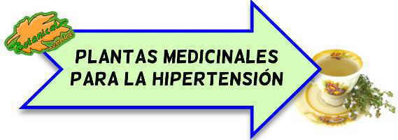 hipertension plantas medicinales y fitoterapia