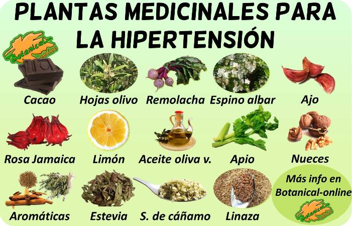 remedios naturales con plantas medicinales tratamiento natural hipertension