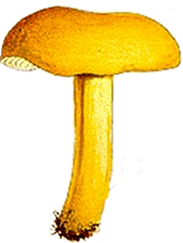 Hypholoma fasciculare