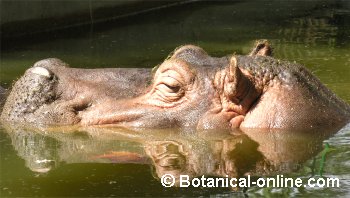 Hipopótamo agua