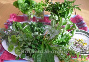 Hojas para ensalada con plantas silvestres comestibles