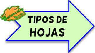 tipos de hojas