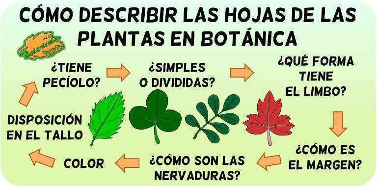 Tipos De Hojas Botanical Online