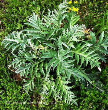 hojas de alcachofa