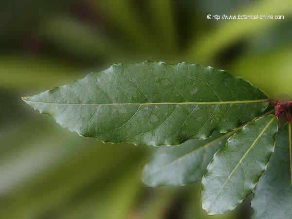 Foto de hojas de laurel