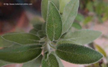 Hojas de salvia