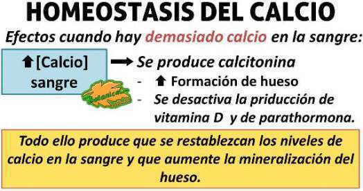 homeostasis del calcio, aumento de calcio, calcitonina y hueso