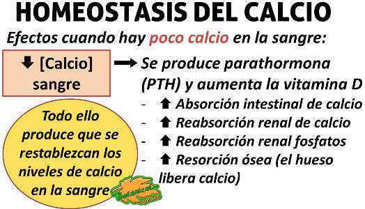 homeostasis del calcio, aumento de calcio, parathormona pth calcio hueso y vitamina d