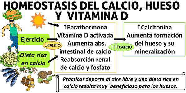 homeostasis del calcio, aumento de calcio, parathormona pth calcio hueso y vitamina d, formacion de masa osea con el ejercicio