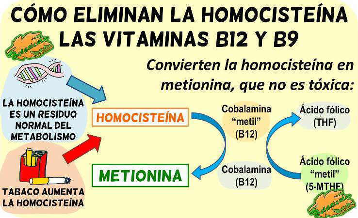 metabolismo homocisteina ciclo metionina b12 b9 folico