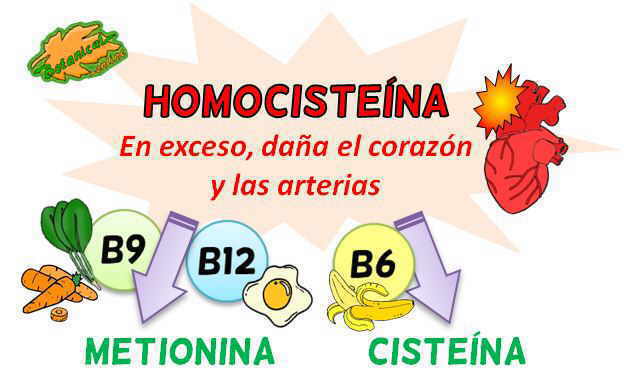 ciclo homocisteina vitaminas b6 b9 b12