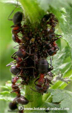 Hormigas rojas