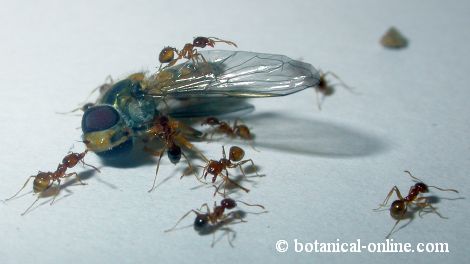 Hormigas cazando mosca