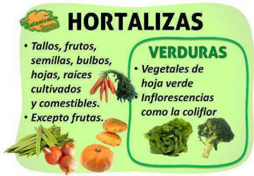 diferencias y características botanicas de las hortalizas y las verduras