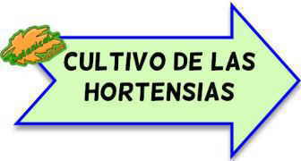 Tipos y variedades de hortensias – Botanical-online