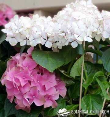 detalle flores de hortensias