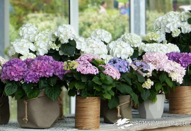 Cultivo y cuidados de las hortensias – Botanical-online