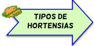 tipos de hortensias